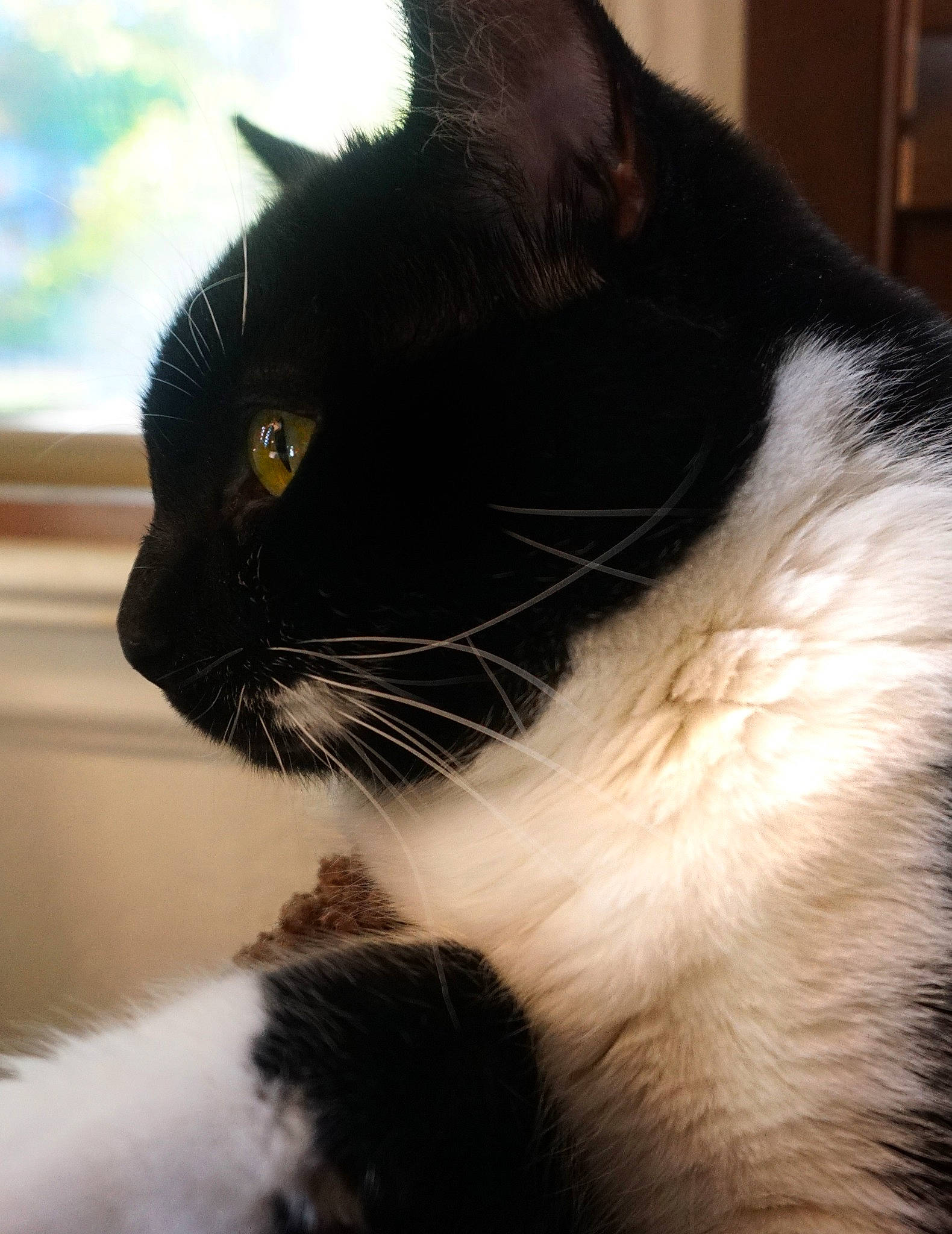 Malcolm joined the competition — help win amazing prizes! black_cat, carnivore, cat, close_up, domestic_short_haired_cat, felidae, fur, paw, small_to_medium_sized_cats, snout, tail, terrestrial_animal, tree, whiskers, window