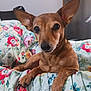 dog, small_dog, brown_dog, pet, animal, ears, bed, blanket, floral_pattern, indoor, cute, resting, looking_at_camera, fur, snout, paw, comfort, domestic_animal, canine, relaxed