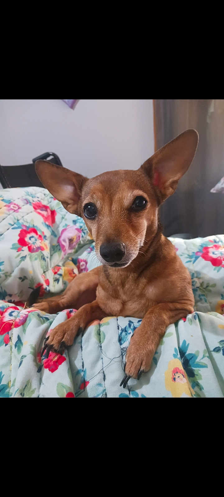 Sassy is registered to the contest to win money with this photo: dog, small_dog, brown_dog, pet, animal, ears, bed, blanket, floral_pattern, indoor, cute, resting, looking_at_camera, fur, snout, paw, comfort, domestic_animal, canine, relaxed