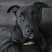 Paco a rejoint le concours — aidez-le/la à gagner de superbes lots ! dog, black_dog, pet, canine, animal, indoor, couch, leather_couch, relaxing, close_up, portrait, paw, ears, snout, fur, white_markings, looking_at_camera, household, companion, cute