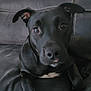 dog, black_dog, pet, canine, animal, indoor, couch, leather_couch, relaxing, close_up, portrait, paw, ears, snout, fur, white_markings, looking_at_camera, household, companion, cute