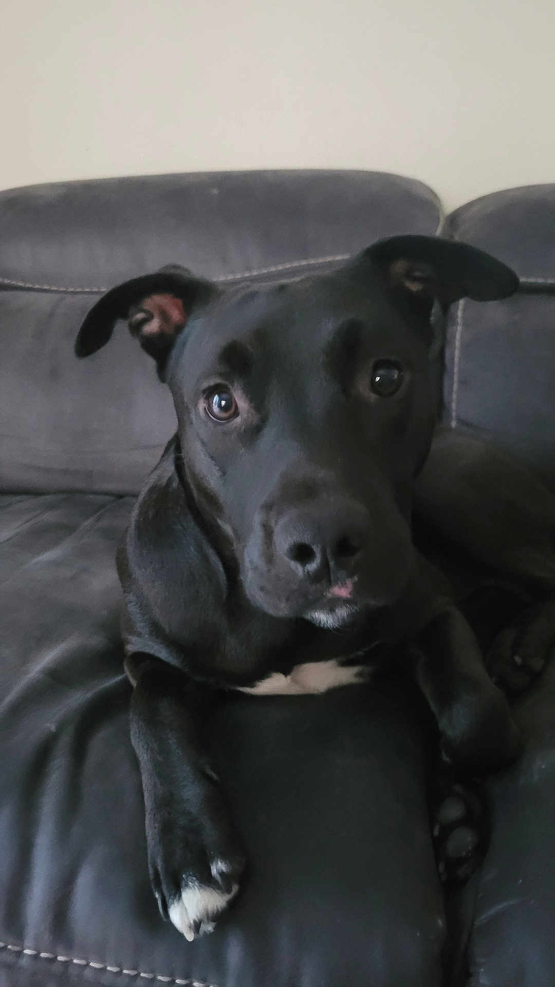 Paco a rejoint le concours — aidez-le/la à gagner de superbes lots ! dog, black_dog, pet, canine, animal, indoor, couch, leather_couch, relaxing, close_up, portrait, paw, ears, snout, fur, white_markings, looking_at_camera, household, companion, cute