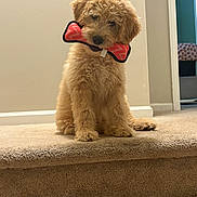 Willow is registered to the contest to win money with this photo: dog, puppy, golden_doodle, toy, chew_toy, carpet, stairs, indoor, pet, cute, fluffy, fur, head_tilt, playful, animal, canine, brown, young, domestic, companion
