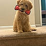 dog, puppy, golden_doodle, toy, chew_toy, carpet, stairs, indoor, pet, cute, fluffy, fur, head_tilt, playful, animal, canine, brown, young, domestic, companion