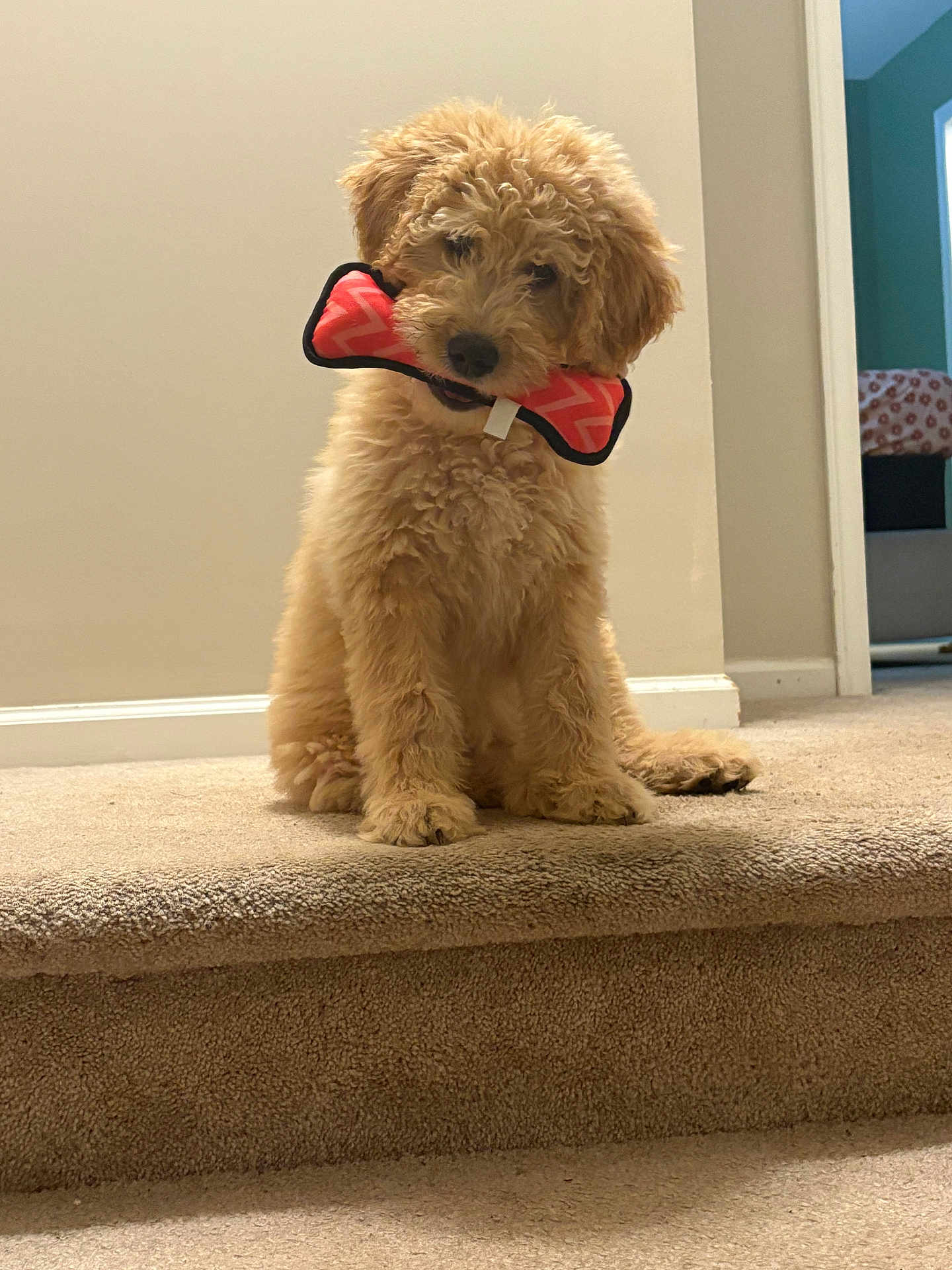 Willow is registered to the contest to win money with this photo: dog, puppy, golden_doodle, toy, chew_toy, carpet, stairs, indoor, pet, cute, fluffy, fur, head_tilt, playful, animal, canine, brown, young, domestic, companion