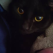 Topaz joined the competition — help win amazing prizes! cat, black_cat, animal, pet, eyes, yellow_eyes, fur, cozy, blanket, fabric, shadow, dark, closeup, face, mystery, cute, indoor, resting, portrait, soft
