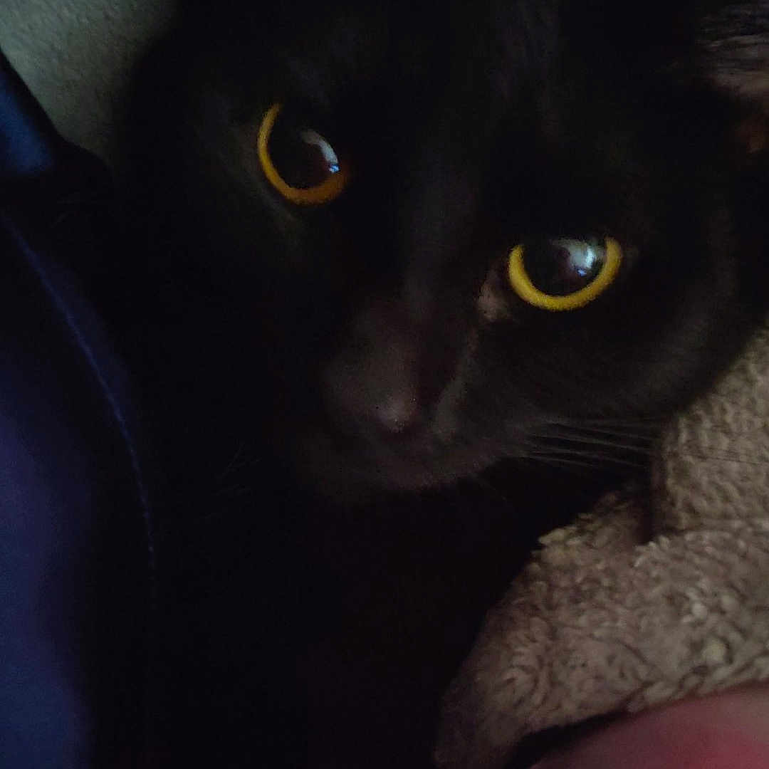 Topaz joined the competition — help win amazing prizes! cat, black_cat, animal, pet, eyes, yellow_eyes, fur, cozy, blanket, fabric, shadow, dark, closeup, face, mystery, cute, indoor, resting, portrait, soft