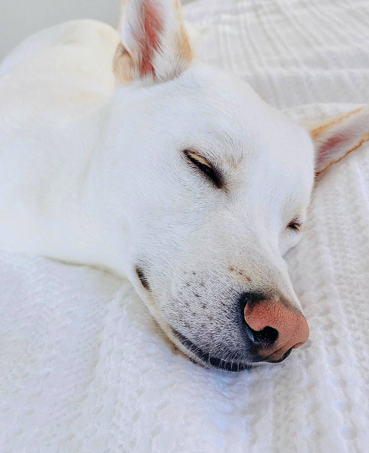 Louis joined the competition — help win amazing prizes! canidae, carnivore, collar, companion_dog, dog, dog_breed, fawn, fur, non_sporting_group, snout, snow, terrestrial_animal, whiskers, working_animal