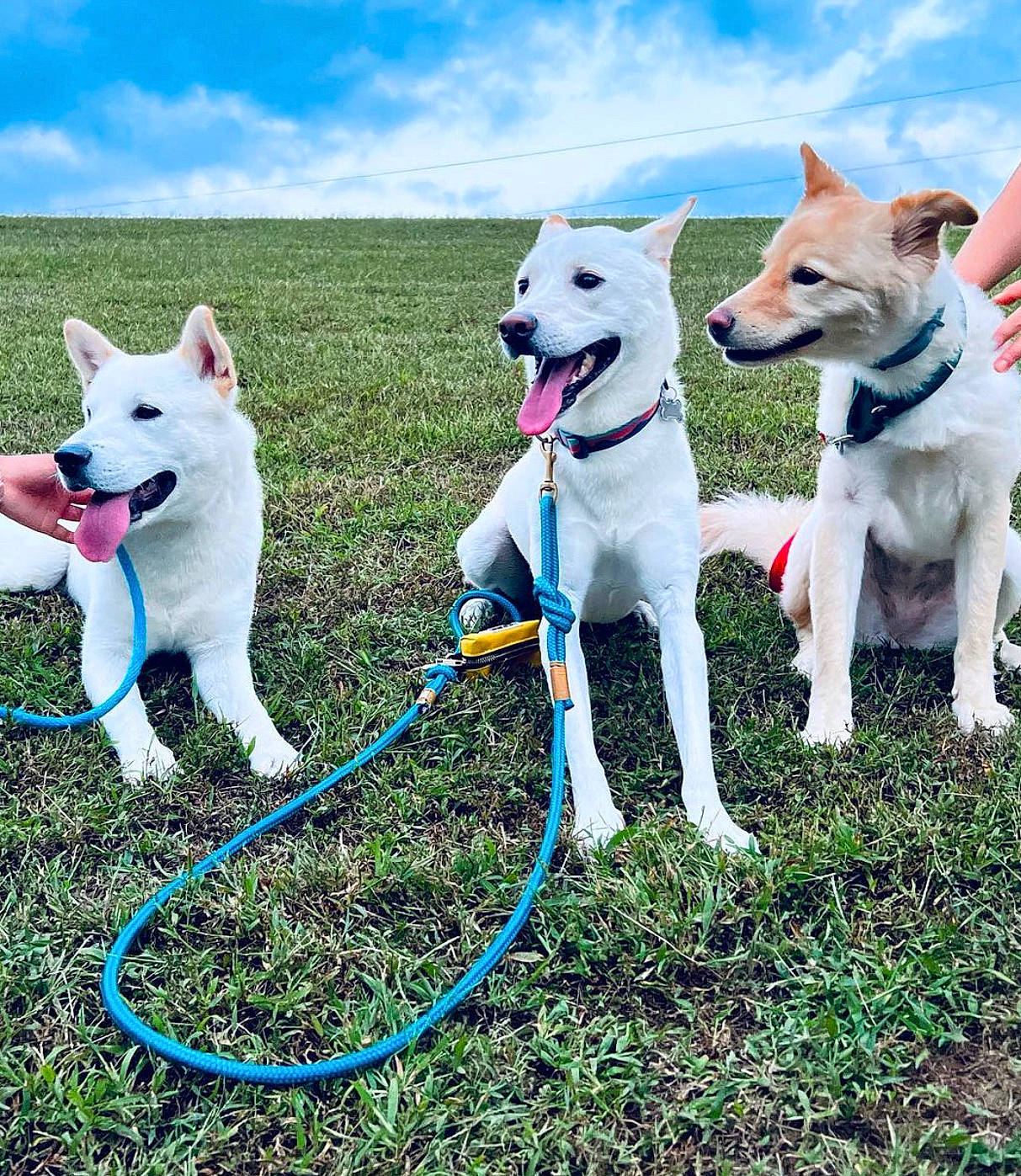 Louis joined the competition — help win amazing prizes! adventure, canidae, carnivore, cloud, collar, companion_dog, dog, dog_breed, dog_collar, fun, grass, grassland, leash, leisure, outdoor_recreation, pet_supply, recreation, sky, sporting_group, tail