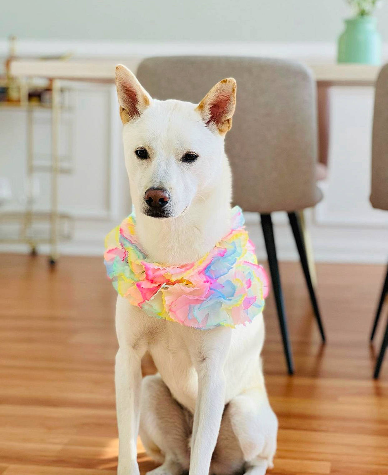 Louis is registered to the contest to win money with this photo: canidae, carnivore, collar, companion_dog, dog, dog_breed, dog_collar, dog_supply, fawn, floor, flooring, fur, hardwood, party_hat, pet_supply, snout, sporting_group, tail, wood, working_animal