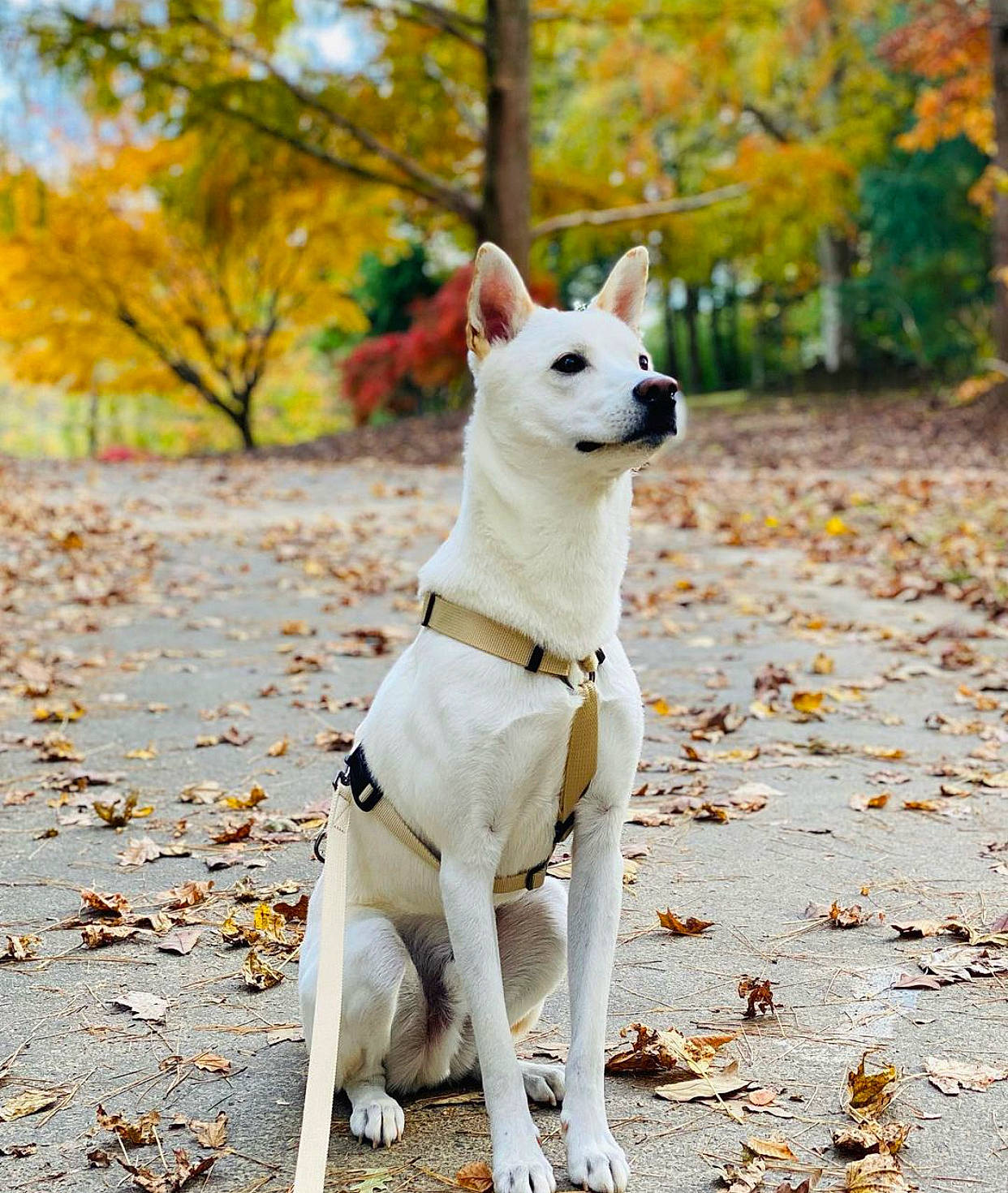 Louis is registered to the contest to win money with this photo: ancient_dog_breeds, autumn, canidae, carnivore, collar, companion_dog, dog, dog_breed, dog_collar, fawn, leaf, plant, snout, sporting_group, tail, terrestrial_animal, terrier, tree, working_animal, yellow