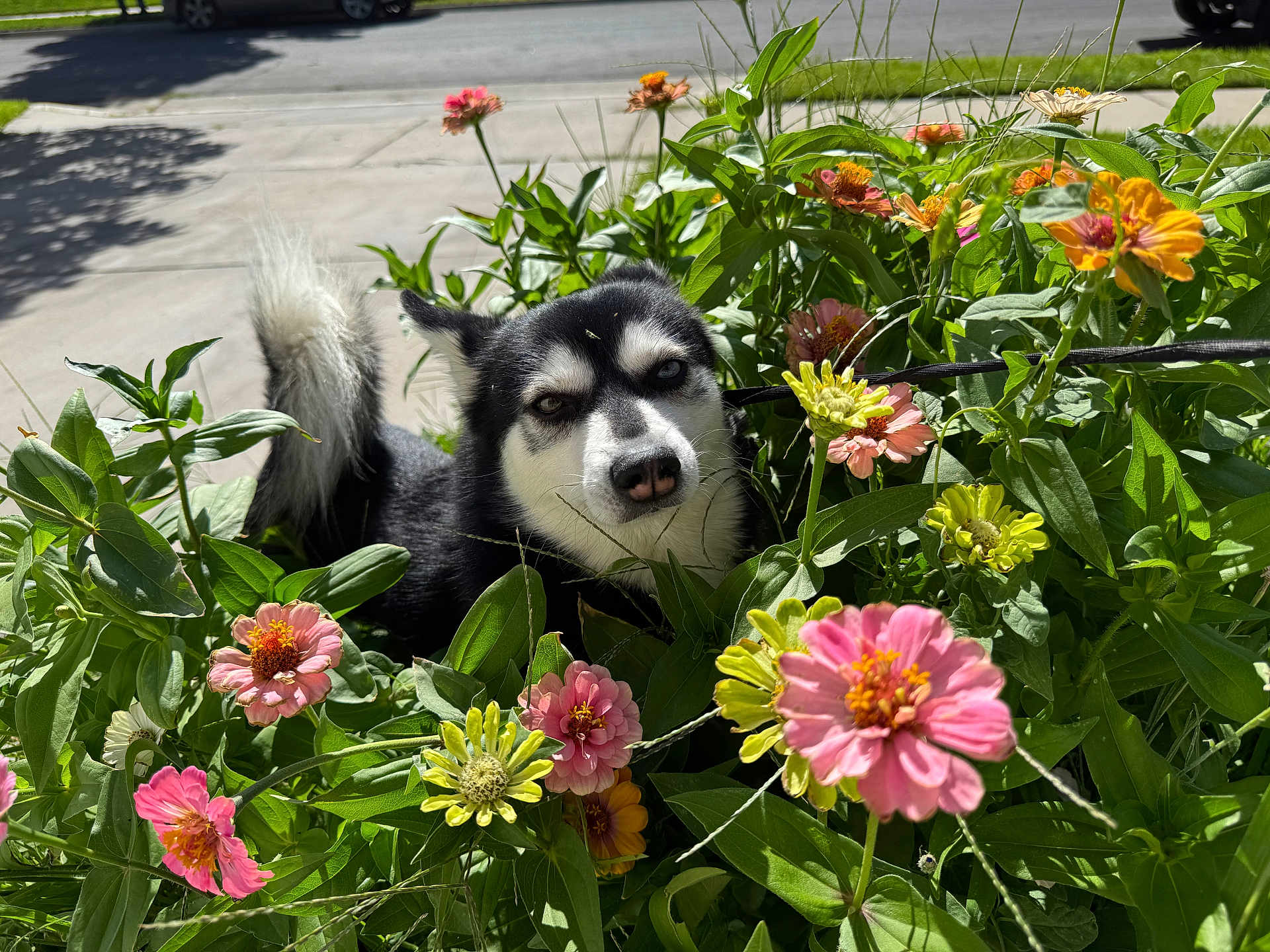 Asher Gonzalez is registered to the contest to win money with this photo: dog, husky, flower_bed, flowers, greenery, outdoor, sunlight, leaf, pet, nature, plant, sidewalk, colorful, canine, garden, daylight, animal, fur, nose, tail