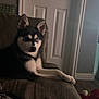 animal, black_and_white, canine, couch, dog, door, ears, eyes, floor, fur, furniture, home, husky, indoor, legs, living_room, pet, puppy, resting, toy