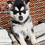 Asher Gonzalez joined the competition — help win amazing prizes! puppy, dog, husky, sitting, blue_eyes, fur, pet, cushion, outdoor, mesh, metal, terracotta_tiles, cute, animal, young, portrait, paw, sunlight, pet_portrait, domestic_animal