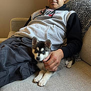Asher Gonzalez is registered to the contest to win money with this photo: man, puppy, dog, husky, couch, indoor, casual_clothing, blanket, relaxing, pet, animal, human, face, hand, fur, resting, comfort, mixed_color, eyes, portrait