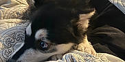 Asher Gonzalez joined the competition — help win amazing prizes! animal, bed, black_and_white, canine, closeup, cozy, curious, dog, ears, fur, indoor, lying_down, patterned_blanket, paw, pet, portrait, quilt, resting, snout, soft_lighting