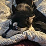 Asher Gonzalez joined the competition — help win amazing prizes! dog, black_and_white, pet, lying_down, quilt, patterned_blanket, fur, curious, indoor, animal, canine, resting, closeup, soft_lighting, bed, cozy, ears, snout, paw, portrait