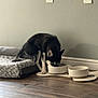 animal, black_and_white, bowl, canine, cute, dog, dog_bed, drinking, electrical_outlet, floor, fur, home, indoor, mat, paw_print, pet, puppy, resting_place, wall, wooden_floor