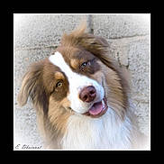 Merlin participe au concours pour gagner de l'argent avec cette photo : dog, close_up, portrait, happy, smiling, fluffy, brown_and_white, canine, pet, outdoor, stone_wall, friendly, animal, fur, muzzle, ears, tongue, bright_eyes, head_tilt, domestic_animal