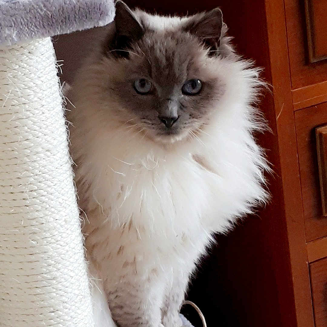 Titou a rejoint le concours — aidez-le/la à gagner de superbes lots ! abyssinian, angora, animal, cabinet, cat, closet, cupboard, drawer, furniture, hardwood, homedecor, kitten, linen, manx, pet, plywood, shelf, siamese, towel, wood