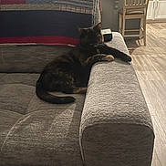 Reesie is registered to the contest to win money with this photo: animal, cat, chair, couch, cozy, domestic, furniture, gray, home, indoor, kitchen, living_room, pet, quilt, relaxed, resting, seated, table, tortoiseshell, wood_floor
