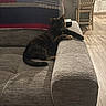 animal, cat, chair, couch, cozy, domestic, furniture, gray, home, indoor, kitchen, living_room, pet, quilt, relaxed, resting, seated, table, tortoiseshell, wood_floor