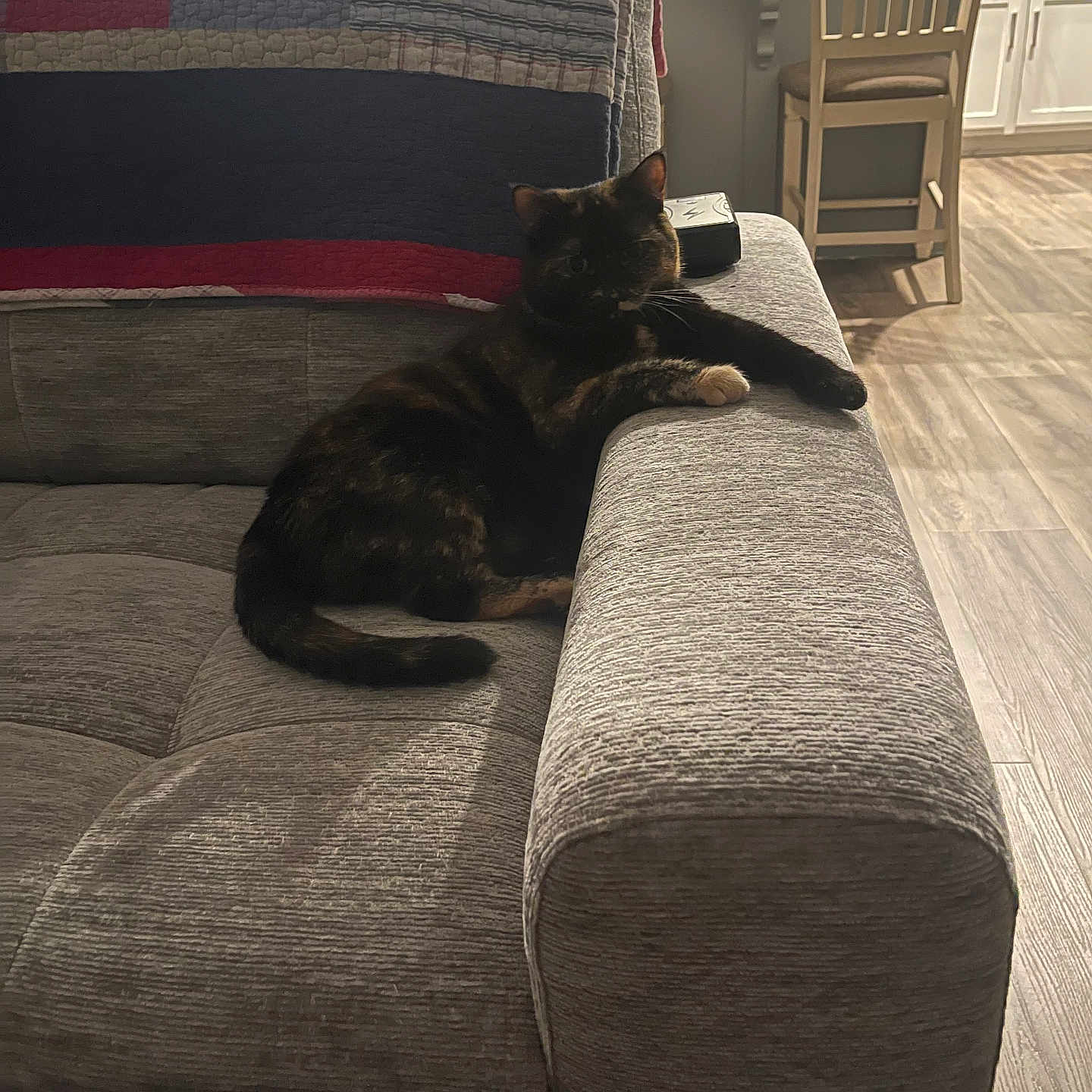 Reesie is registered to the contest to win money with this photo: animal, cat, chair, couch, cozy, domestic, furniture, gray, home, indoor, kitchen, living_room, pet, quilt, relaxed, resting, seated, table, tortoiseshell, wood_floor