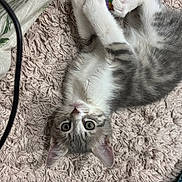 Mayù participe au concours pour gagner de l'argent avec cette photo : kitten, cat, lying_down, carpet, indoor, curious, pet, fur, whiskers, ears, tail, blanket, fabric, colorful, texture, closeup, young, domestic_animal, resting, home