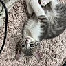 kitten, cat, lying_down, carpet, indoor, curious, pet, fur, whiskers, ears, tail, blanket, fabric, colorful, texture, closeup, young, domestic_animal, resting, home