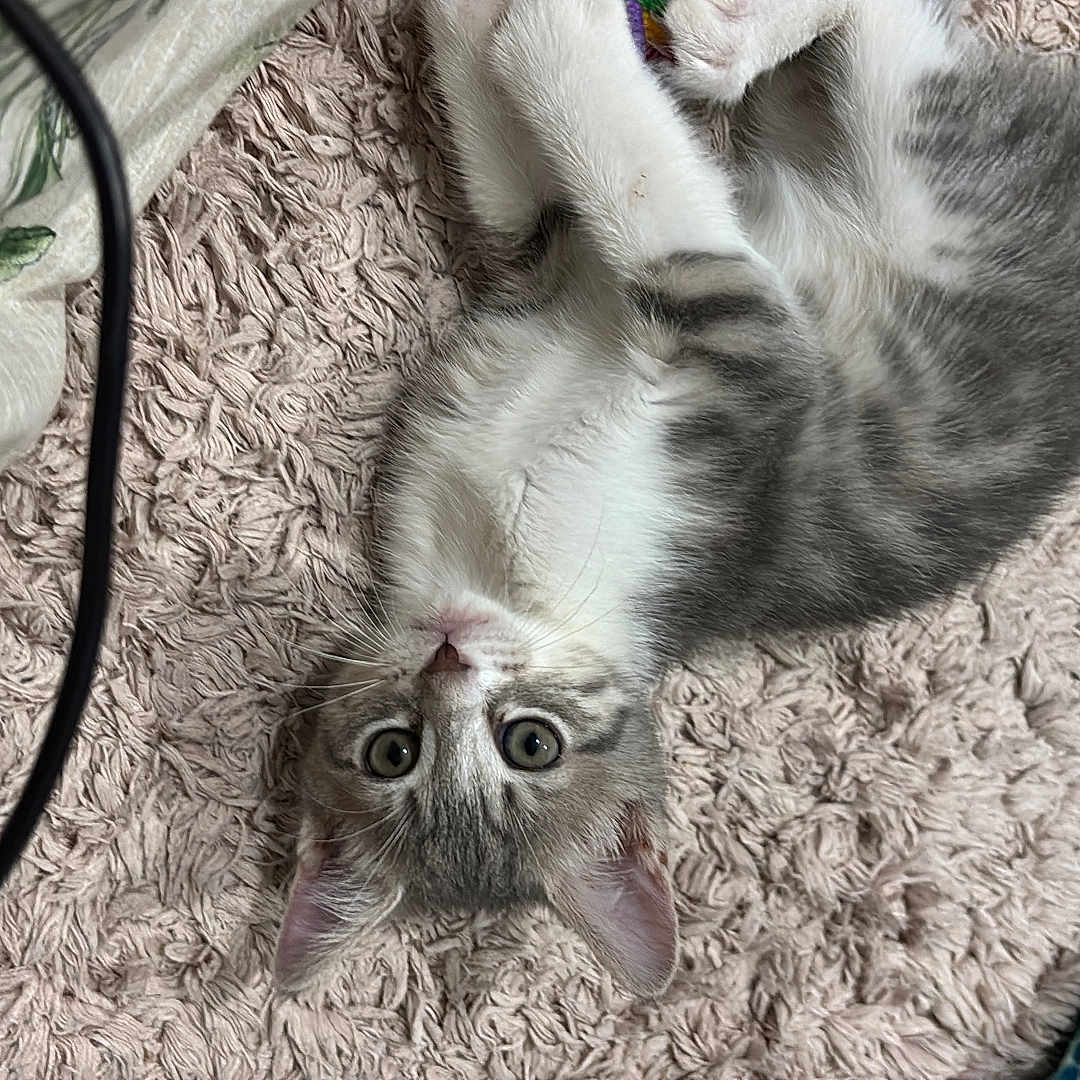 Mayù participe au concours pour gagner de l'argent avec cette photo : kitten, cat, lying_down, carpet, indoor, curious, pet, fur, whiskers, ears, tail, blanket, fabric, colorful, texture, closeup, young, domestic_animal, resting, home