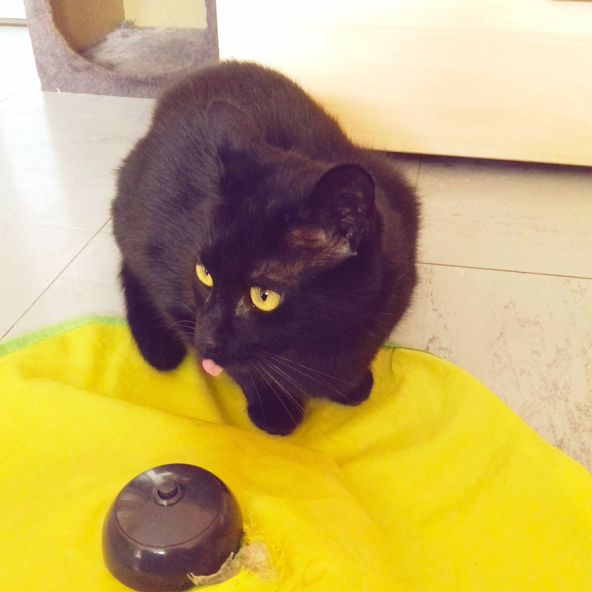 Isis participe au concours pour gagner de l'argent avec cette photo : black, black_cat, bombay, carnivore, cat, cat_supply, domestic_short_haired_cat, felidae, kitten, korat, small_to_medium_sized_cats, whiskers, yellow