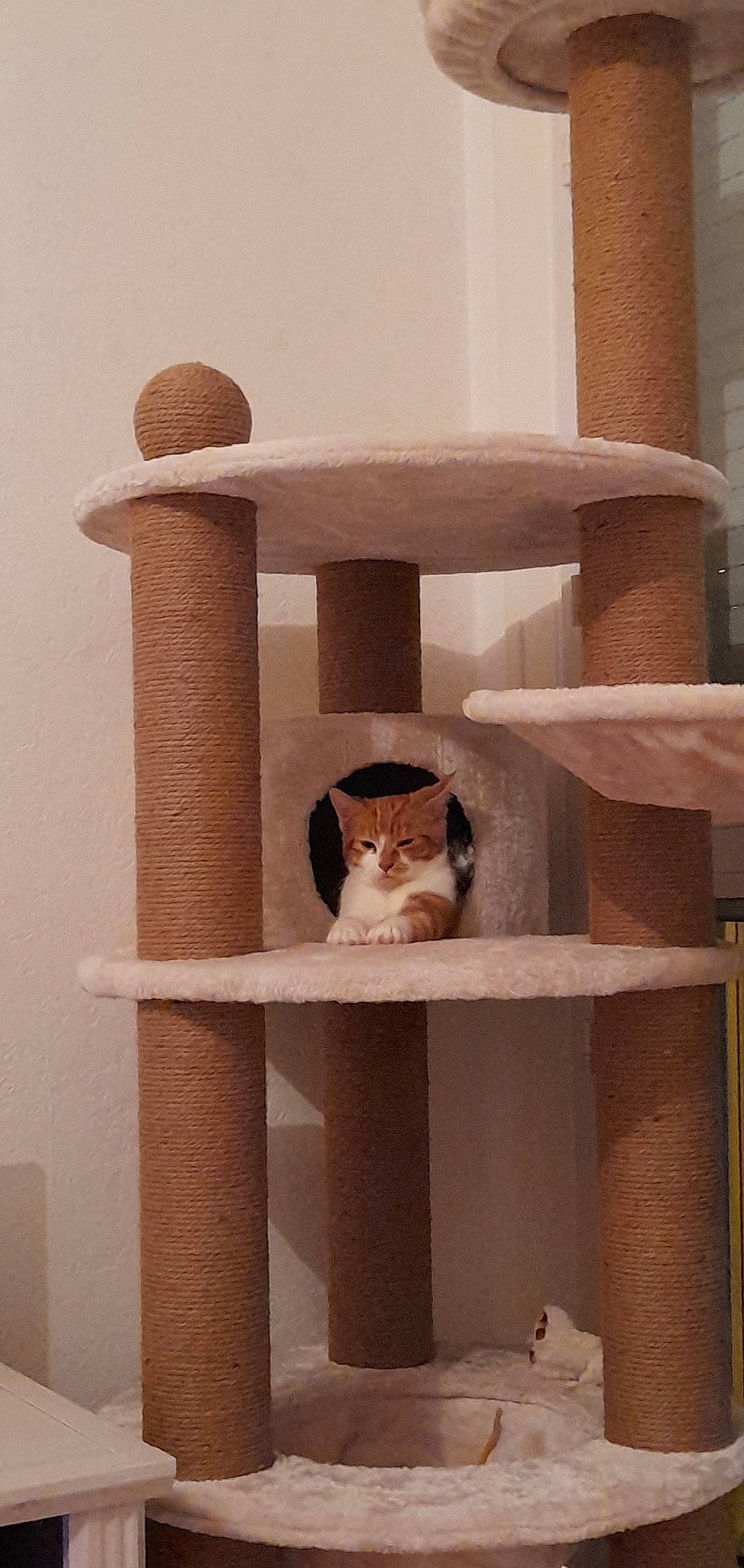 Saveur a rejoint le concours — aidez-le/la à gagner de superbes lots ! beige, carnivore, cat, cat_bed, cat_supply, chair, comfort, creative_arts, fawn, felidae, interior_design, pet_supply, plywood, shelf, shelving, small_to_medium_sized_cats, tail, whiskers, white, wood