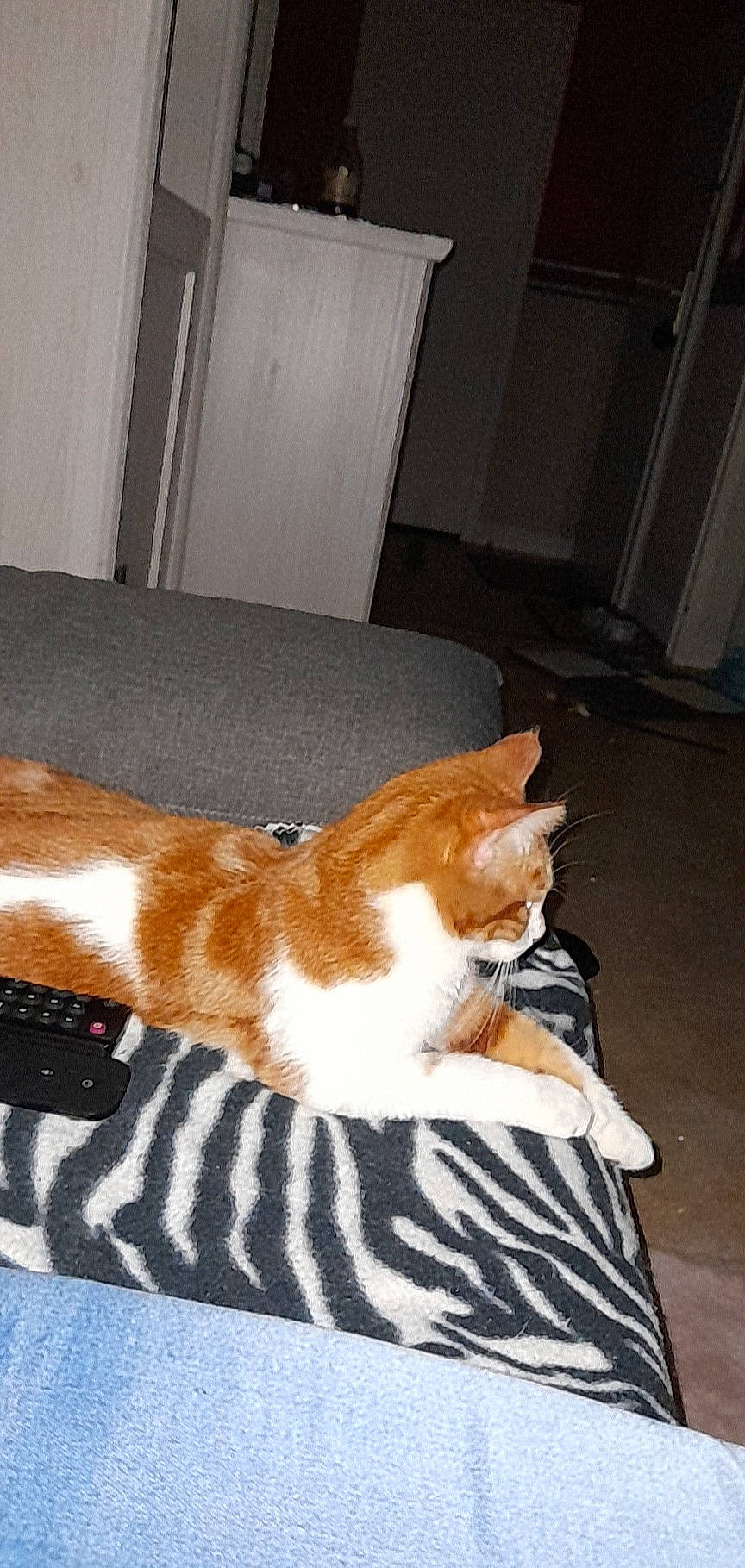 Saveur participe au concours pour gagner de l'argent avec cette photo : brown, carnivore, cat, comfort, couch, domestic_short_haired_cat, door, eye, fawn, felidae, floor, flooring, fur, hardwood, paw, small_to_medium_sized_cats, snout, tail, whiskers, wood