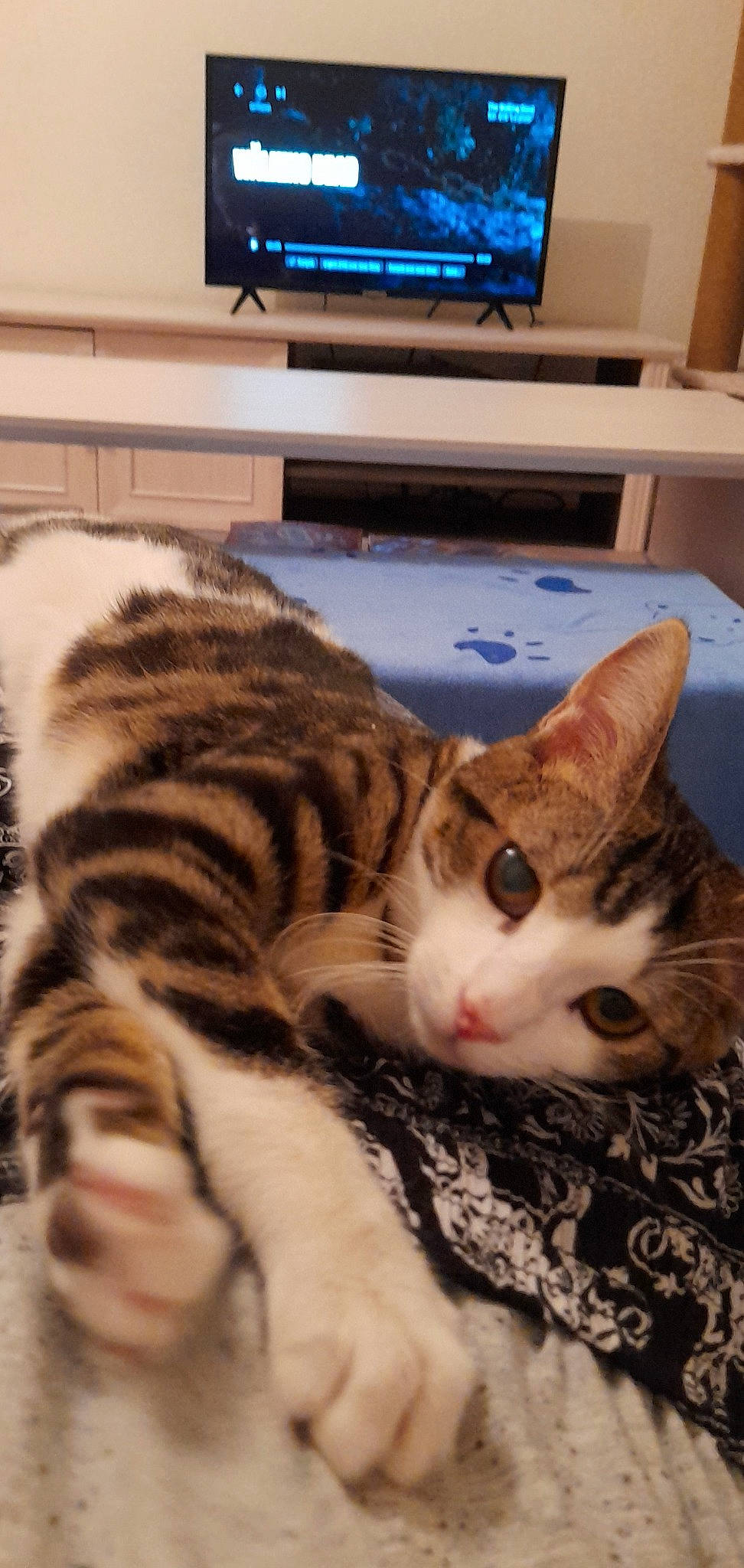 Snikers a rejoint le concours — aidez-le/la à gagner de superbes lots ! carnivore, cat, claw, comfort, computer_keyboard, domestic_short_haired_cat, fawn, felidae, fur, home_appliance, input_device, nap, paw, peripheral, room, small_to_medium_sized_cats, snout, tail, whiskers, wood