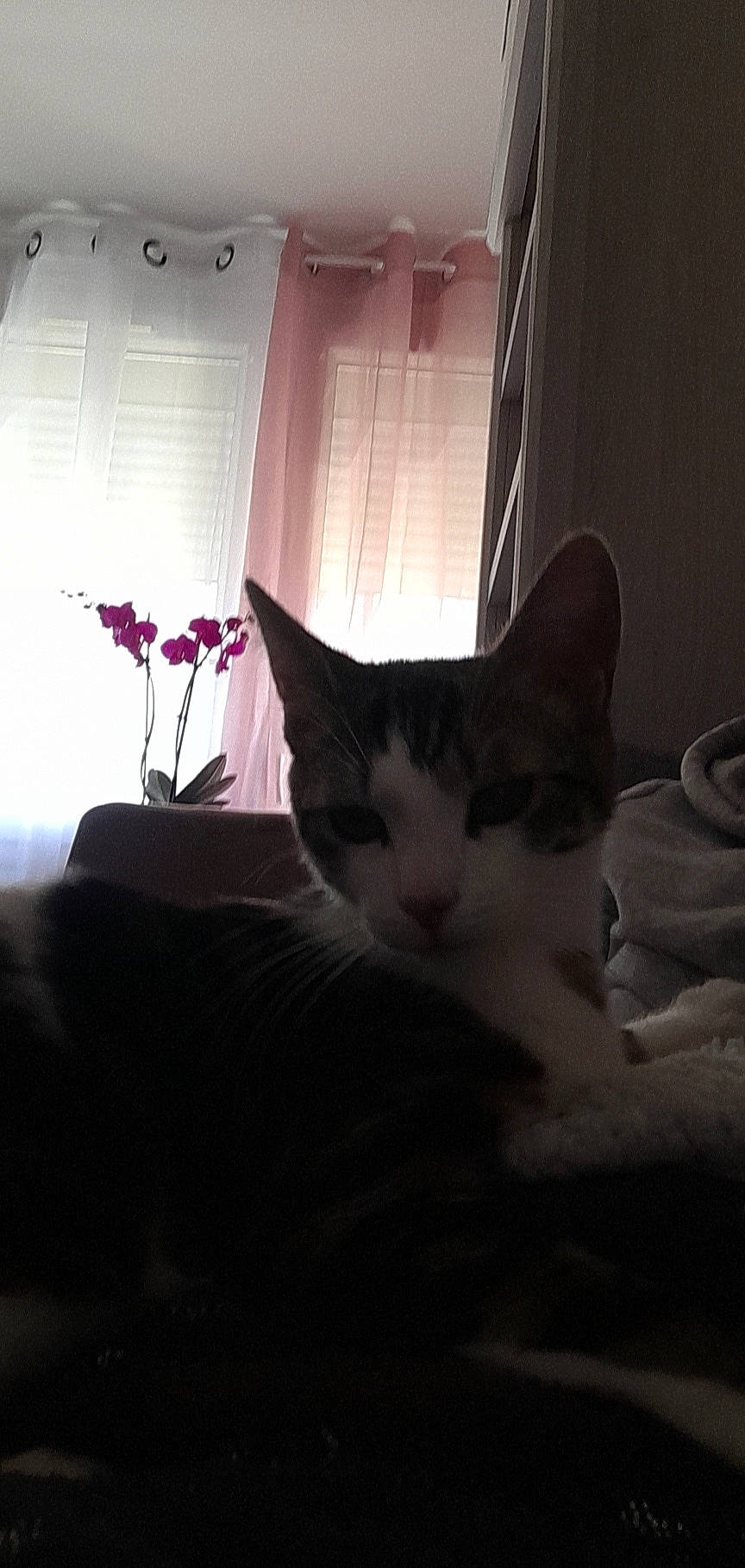 Snikers participe au concours pour gagner de l'argent avec cette photo : carnivore, cat, comfort, darkness, domestic_short_haired_cat, felidae, flowerpot, fur, grey, houseplant, monochrome, monochrome_photography, plant, room, small_to_medium_sized_cats, tail, tints_and_shades, whiskers, window, wood