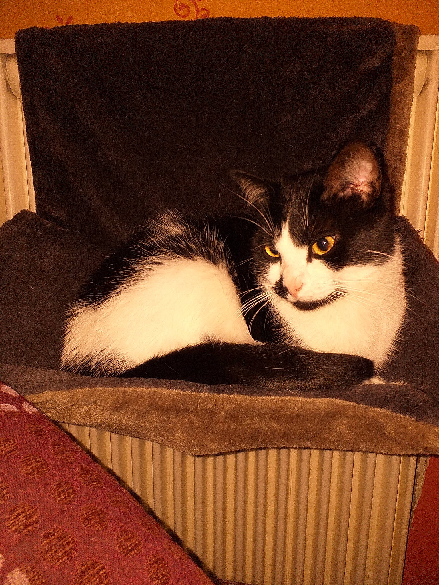 Max a rejoint le concours — aidez-le/la à gagner de superbes lots ! american_wirehair, asian, box, carnivore, cat, domestic_short_haired_cat, european_shorthair, felidae, fur, kitten, small_to_medium_sized_cats, tail, whiskers