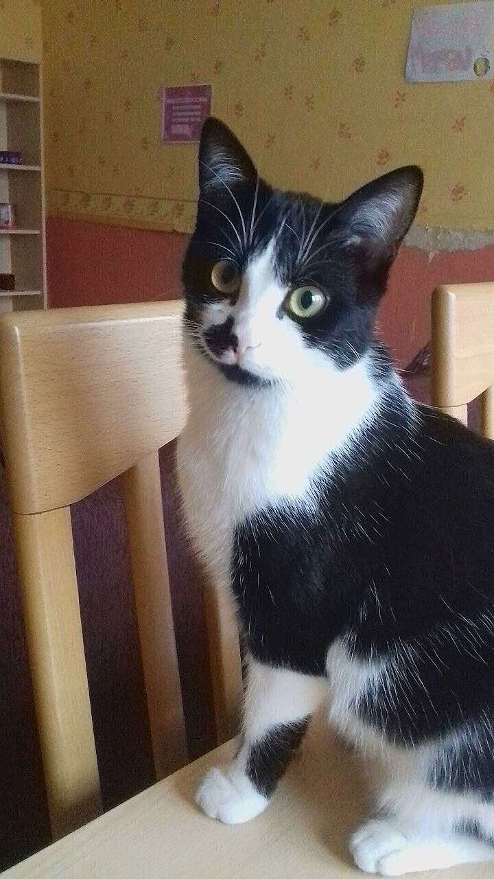 Max a rejoint le concours — aidez-le/la à gagner de superbes lots ! aegean_cat, american_wirehair, asian, black_and_white, carnivore, cat, domestic_short_haired_cat, european_shorthair, felidae, japanese_bobtail, kitten, mammal, polydactyl_cat, small_to_medium_sized_cats, tail, whiskers