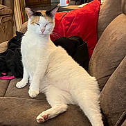 Kali is registered to the contest to win money with this photo: cat, calico_cat, couch, furniture, indoor, relaxed, pet, animal, red_pillow, brown_couch, clothing, living_room, nap, paw, whiskers, ears, fur, pink_nose, home, cozy