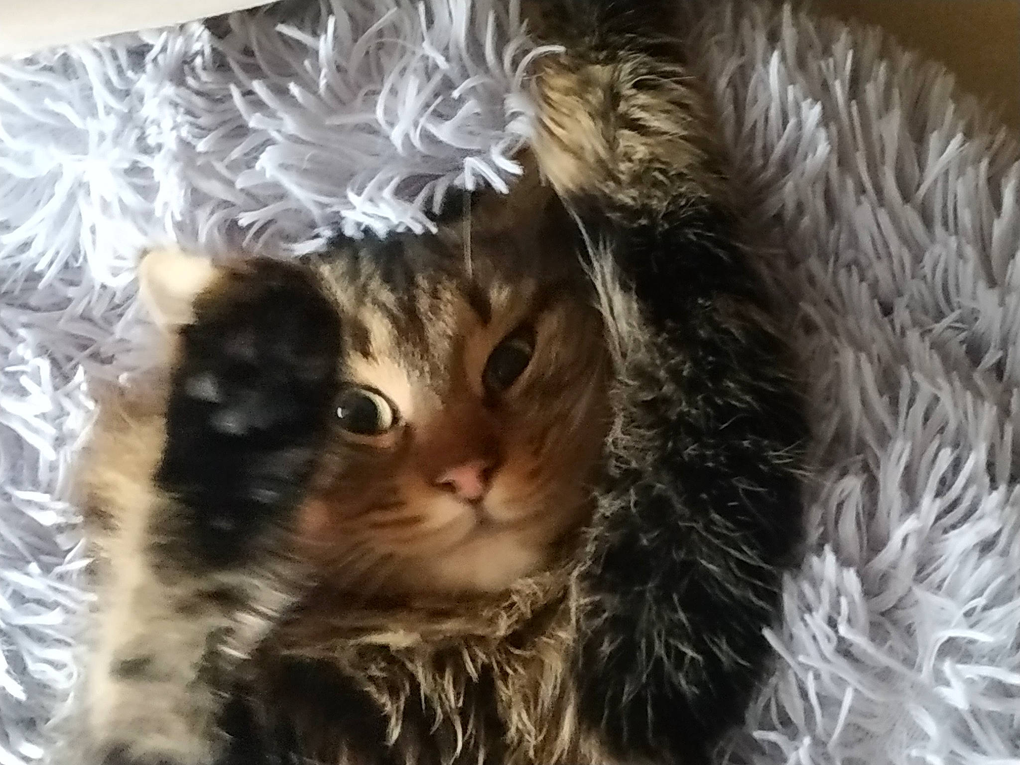 Paga a rejoint le concours — aidez-le/la à gagner de superbes lots ! carnivore, cat, christmas_ornament, claw, domestic_short_haired_cat, eye, fawn, felidae, fur, hat, paw, small_to_medium_sized_cats, snout, tail, whiskers, window, winter