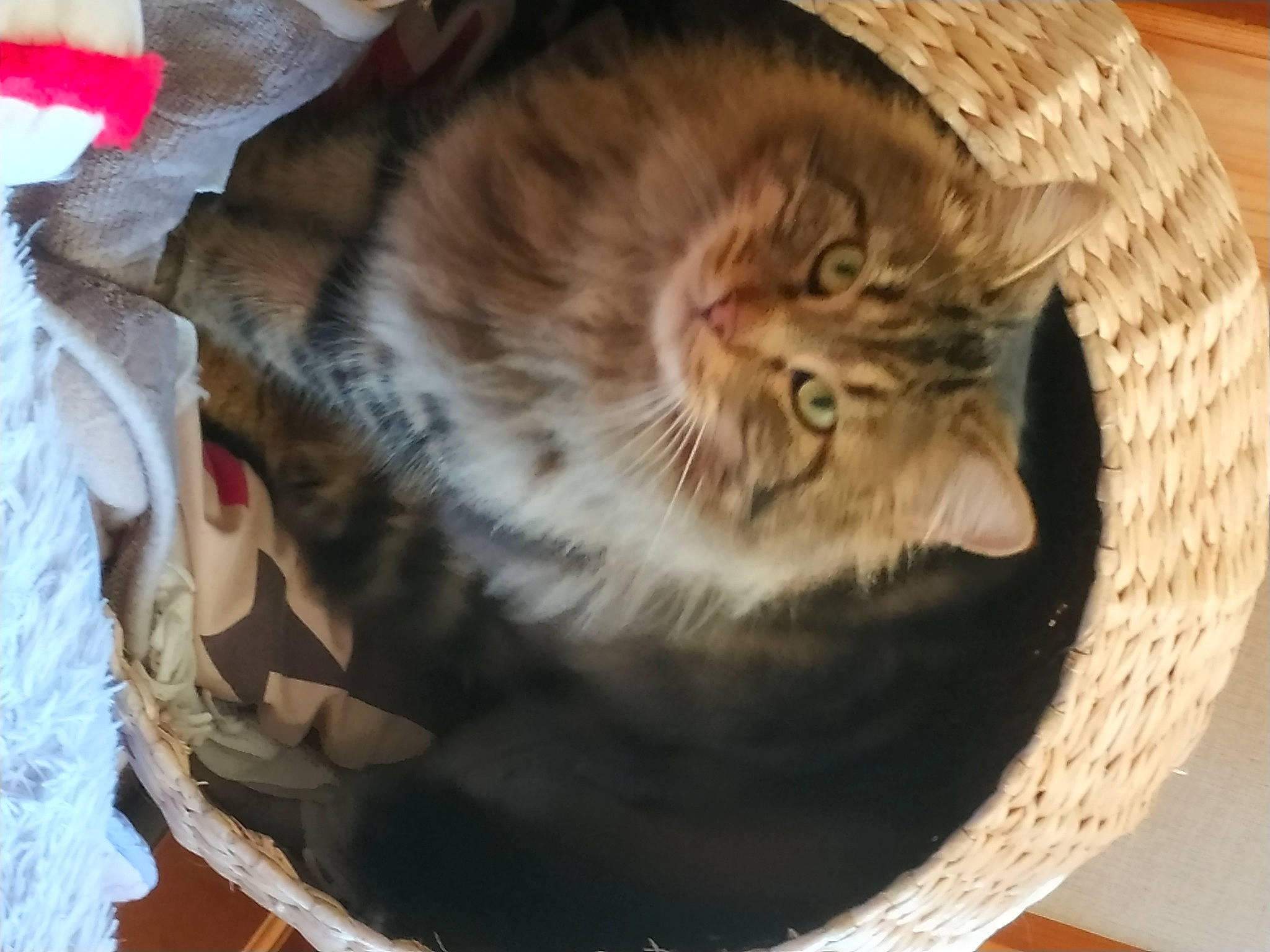 Paga a rejoint le concours — aidez-le/la à gagner de superbes lots ! animal_shelter, carnivore, cat, cat_bed, cat_supply, comfort, domestic_short_haired_cat, fawn, felidae, fur, hardwood, pet_supply, small_to_medium_sized_cats, snout, tail, terrestrial_animal, whiskers, wood