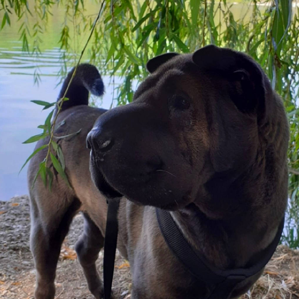 Izzy participe au concours pour gagner de l'argent avec cette photo : canidae, carnivore, collar, companion_dog, dog, dog_breed, dog_collar, fawn, giant_dog_breed, grass, guard_dog, liver, plant, snout, sporting_group, terrestrial_animal, tree, water, working_animal, working_dog