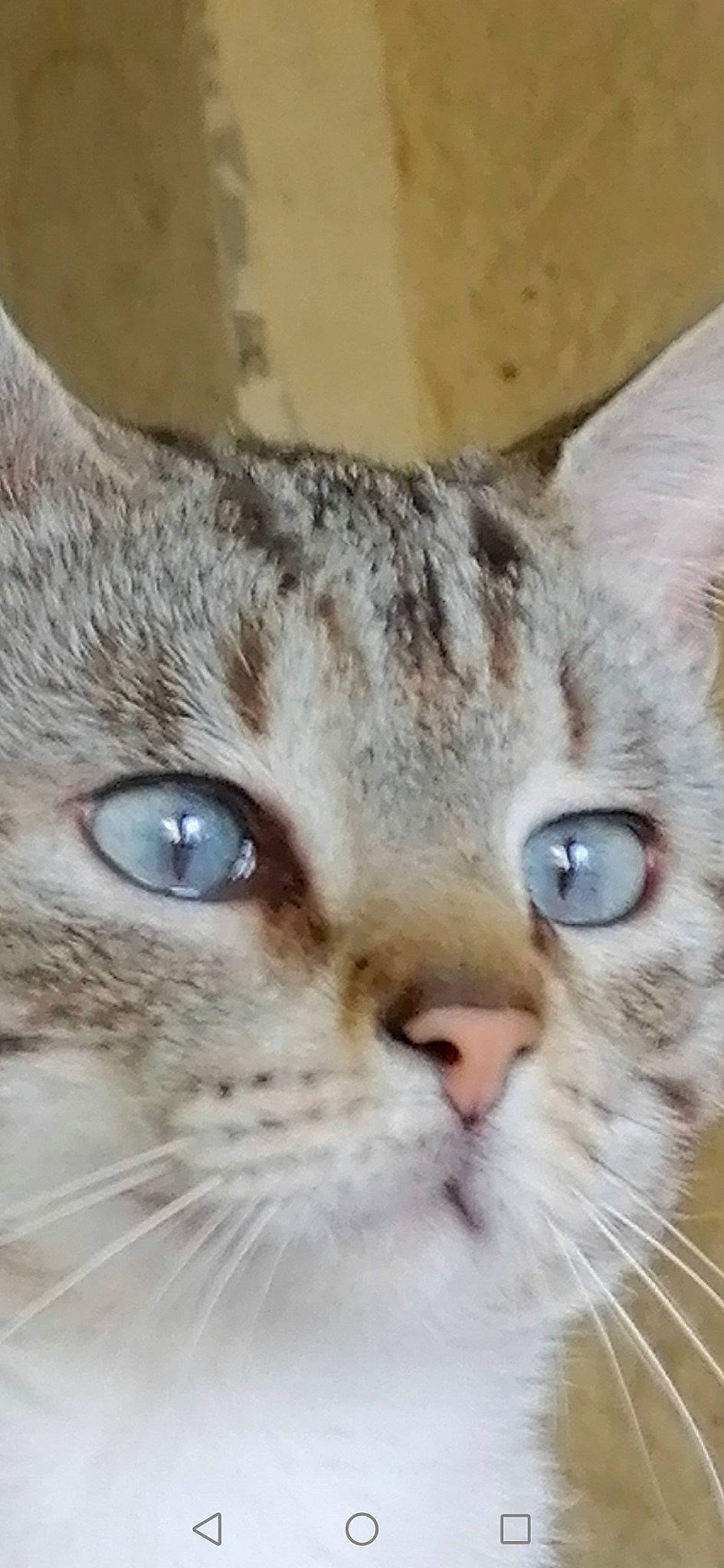 Wiket a rejoint le concours — aidez-le/la à gagner de superbes lots ! carnivore, cat, close_up, domestic_short_haired_cat, ear, felidae, fur, iris, small_to_medium_sized_cats, snout, terrestrial_animal, whiskers, wildlife