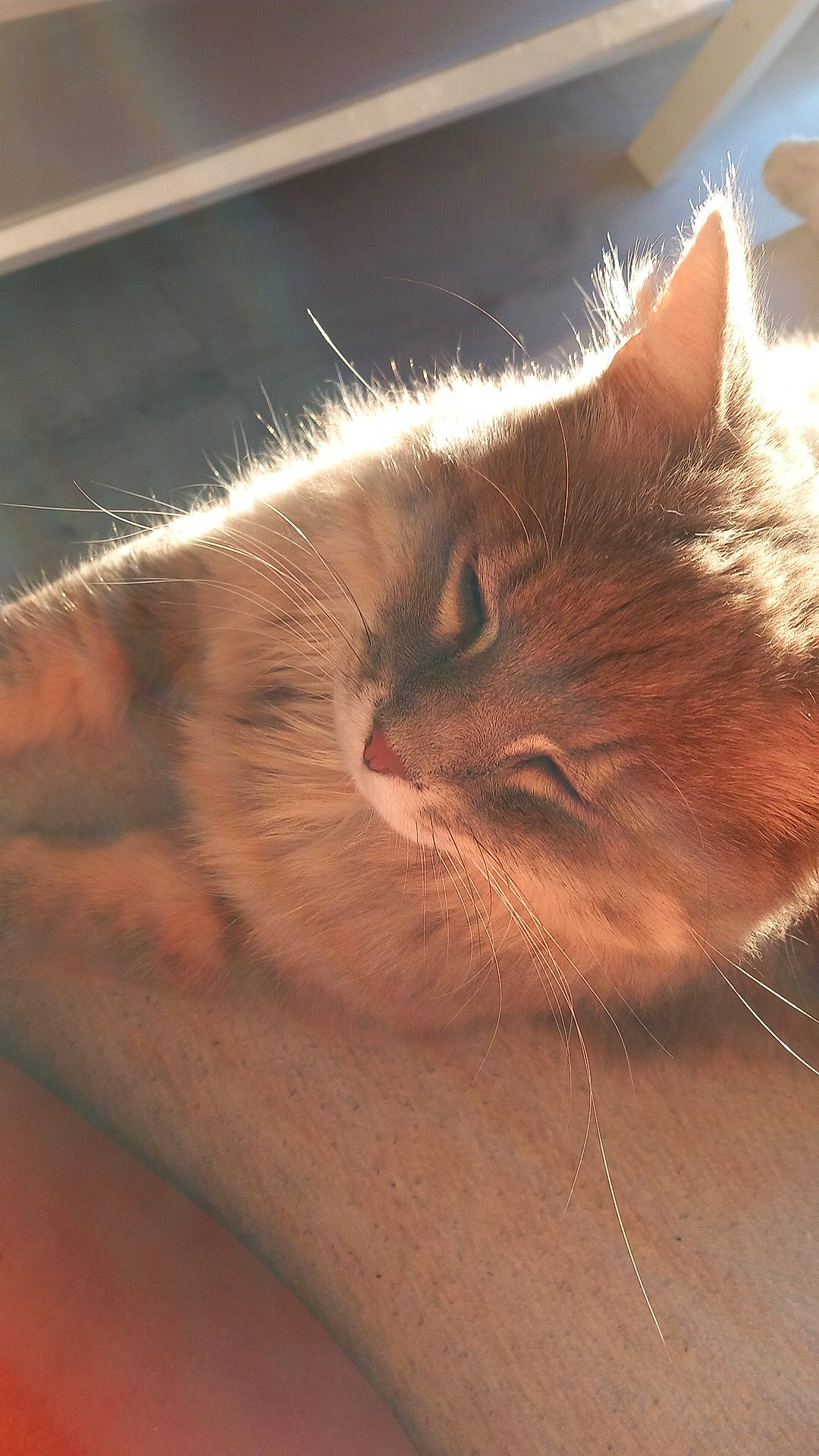 Niska a rejoint le concours — aidez-le/la à gagner de superbes lots ! carnivore, cat, claw, cloud, comfort, domestic_short_haired_cat, ear, eye, fawn, felidae, fur, hardwood, nap, paw, sleep, small_to_medium_sized_cats, snout, tail, whiskers, wood