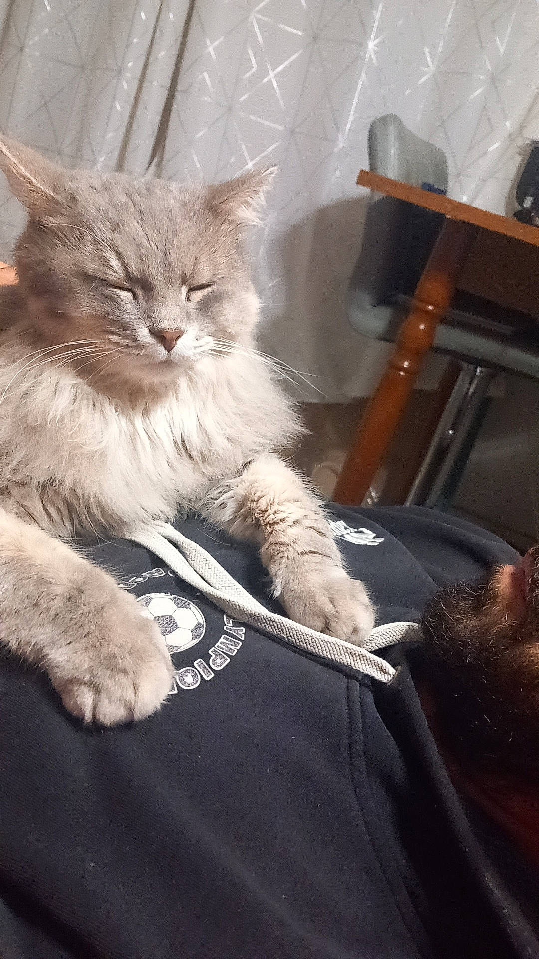 Niska a rejoint le concours — aidez-le/la à gagner de superbes lots ! art, box, british_longhair, carnivore, cat, chair, claw, comfort, domestic_short_haired_cat, fawn, felidae, fur, paw, sitting, small_to_medium_sized_cats, snout, tail, terrestrial_animal, whiskers, window