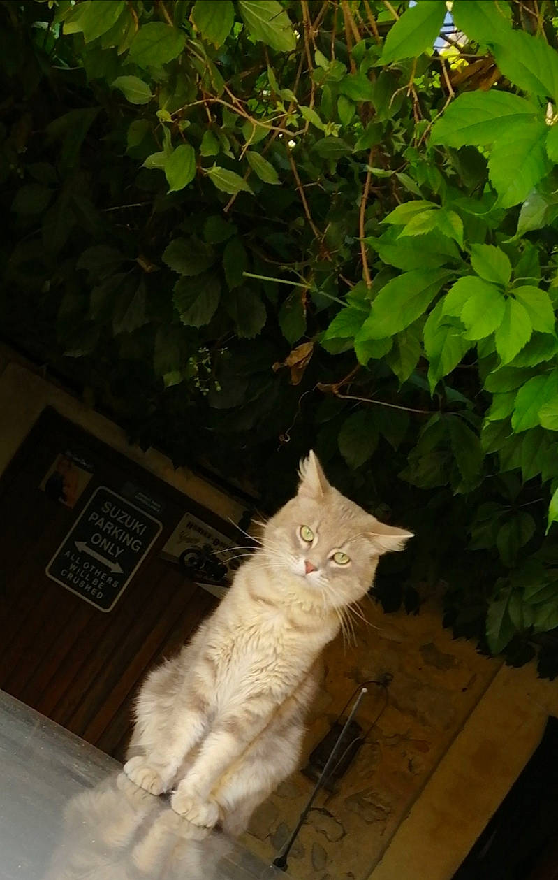 Niska a rejoint le concours — aidez-le/la à gagner de superbes lots ! asian, carnivore, cat, domestic_short_haired_cat, european_shorthair, fawn, felidae, fur, plant, small_to_medium_sized_cats, tail, tree, turkish_angora, turkish_van, whiskers