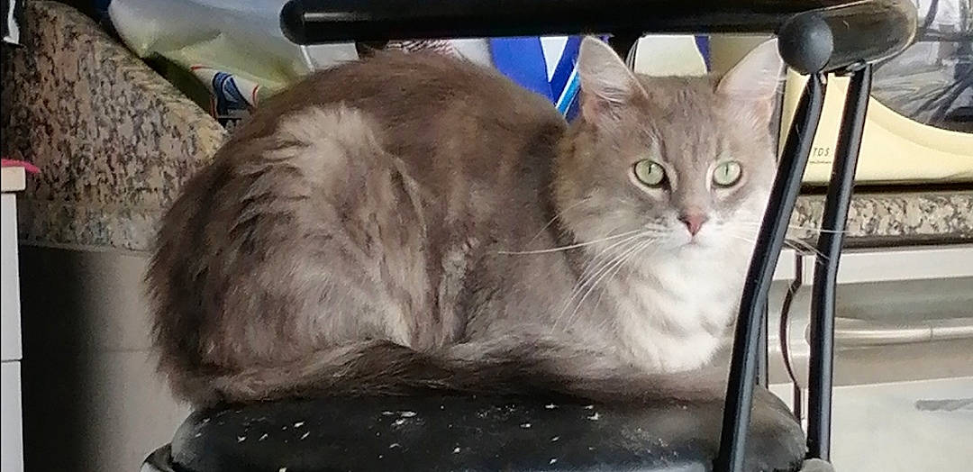 Niska a rejoint le concours — aidez-le/la à gagner de superbes lots ! aegean_cat, asian, asian_semi_longhair, british_semi_longhair, carnivore, cat, domestic_long_haired_cat, domestic_short_haired_cat, european_shorthair, fawn, felidae, kitten, mammal, ragamuffin, siberian, small_to_medium_sized_cats, whiskers