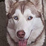 dog, husky, close_up, tongue_out, heterochromia, indoor, pet, canine, fur, animal, cute, happy, portrait, brown, white, ears, face, nose, friendly, domestic