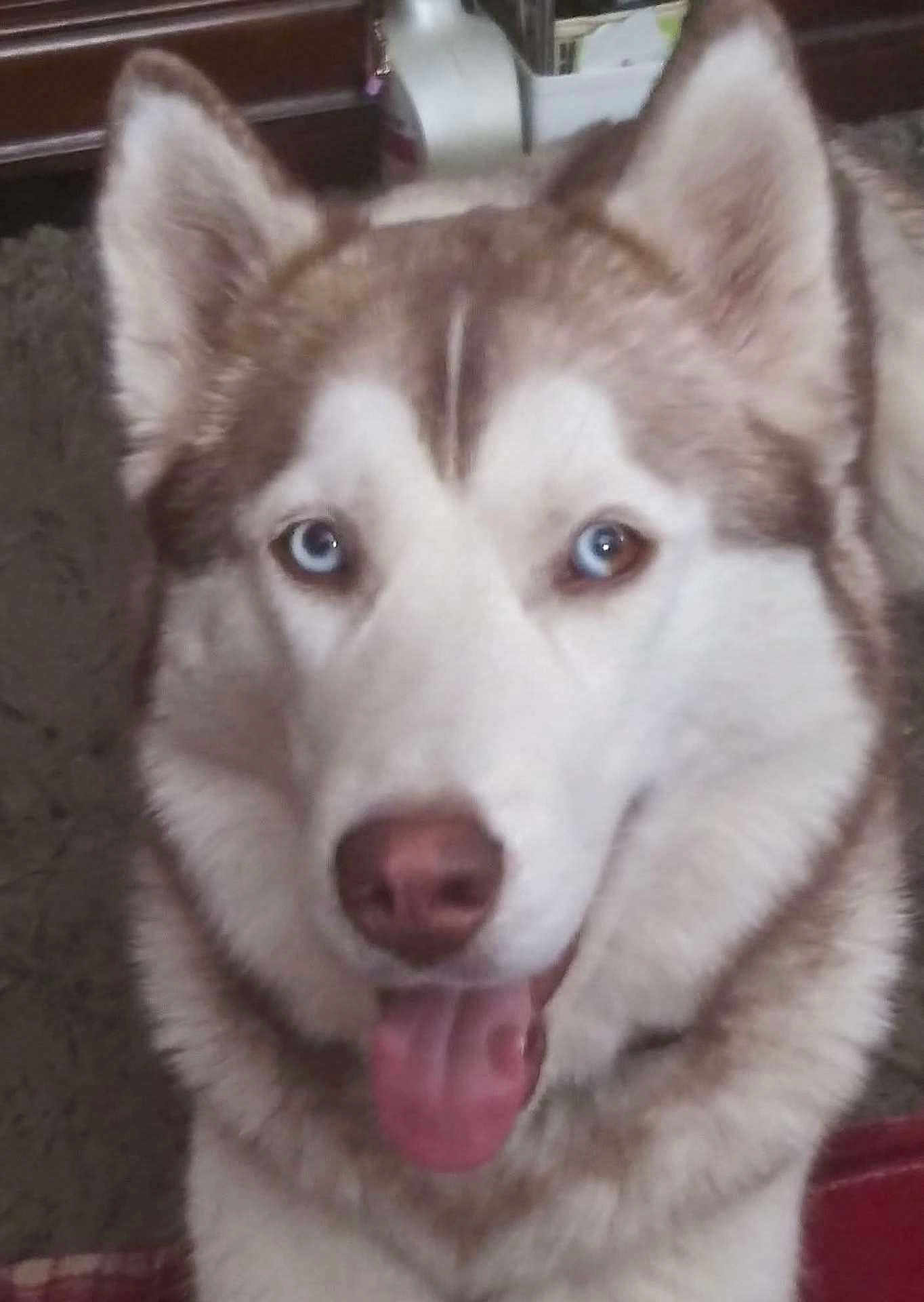 Sapphire joined the competition — help win amazing prizes! dog, husky, close_up, tongue_out, heterochromia, indoor, pet, canine, fur, animal, cute, happy, portrait, brown, white, ears, face, nose, friendly, domestic