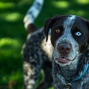 Luke is registered to the contest to win money with this photo: dog, heterochromia, blue_eye, brown_eye, collar, speckled_coat, outdoor, grass, pet, animal, canine, close_up, portrait, alert, nature, sunlight, background_blur, fur, muzzle, ears