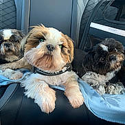 Stella participe au concours pour gagner de l'argent avec cette photo : dog, pet, car_seat, blanket, fur, cute, animal, indoor, black, white, brown, small_dog, shih_tzu, leash, resting, looking, three_animals, companion, closeup, comfort